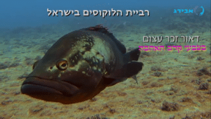 רביית הלוקוסים בישראל